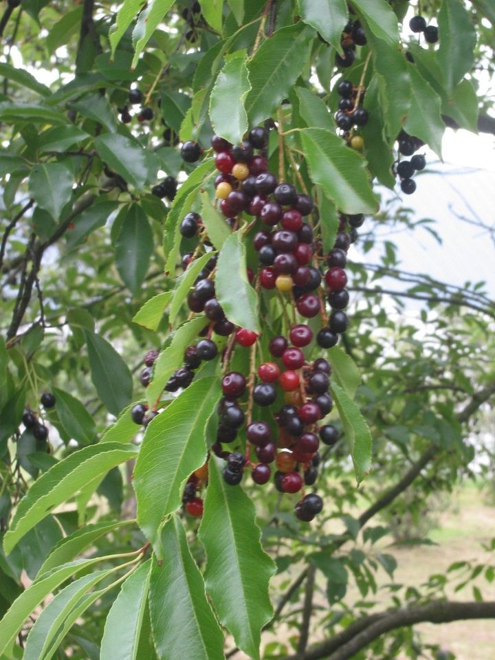 Black Cherry, Prunus serotina, Fast Hardy Tree Seeds