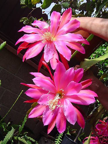 ORCHID CACTUS SEEDS PEGASUS FLOWER , JUST HARVESTED