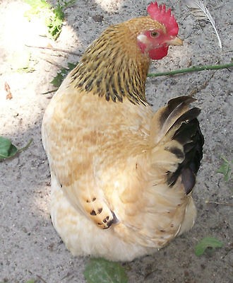   RARE BASQUE HEN CHICKEN HATCHING EGGS FROM GREENFIRE FARM IMPORTS