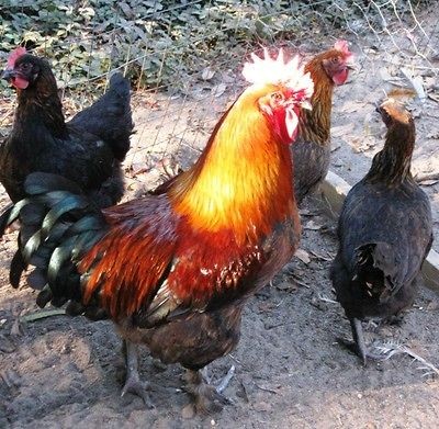 10+ French Black Copper Maran Chicken Hatching Eggs for your Incubator