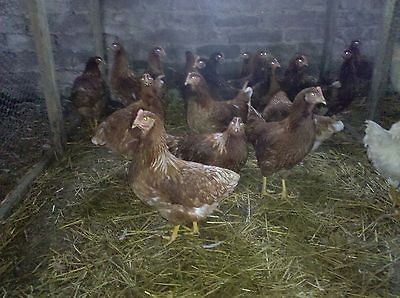 golden buff chicken incubator hatching eggs 12 