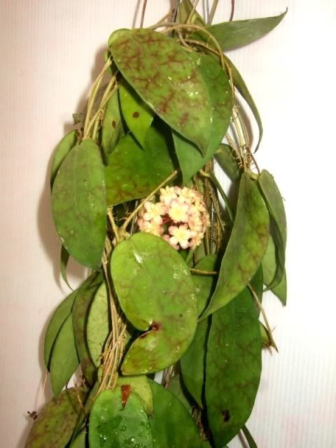 Hoya Scortechinii RARE Hoyas Plant 1 Pot Exact Size