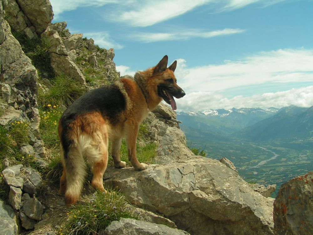   loyal and hard working German Shepherd Dog, one of the Working Dogs