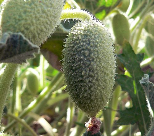 Ecballium Elaterium Squırtıng Cucumber 10 Fresh Seeds