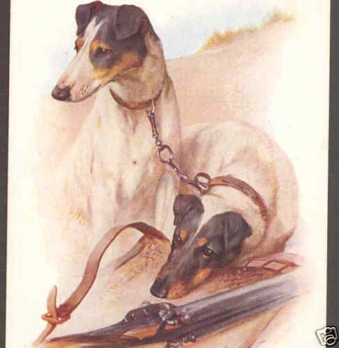 Fox Terrier Dogs Hunting Rifle Wardle Vintage Postcard