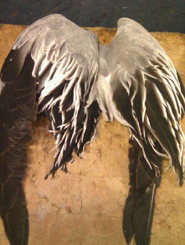Pair Snow GOOSE Wings Fly Tying Feathers