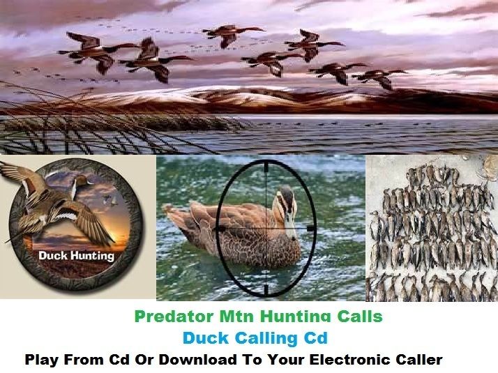 Duck Calling Cd Hunting Call Game Call Calls Ducks Close Duck Caller