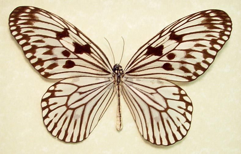 HUGE WHITE DELICATE REAL BUTTERFLY ALSO KNOWN AS THE RICE PAPER
