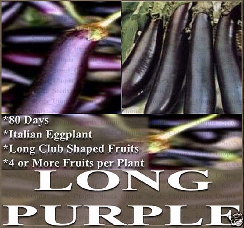 Eggplant Seeds Organic Italian Heirloom Long Purple