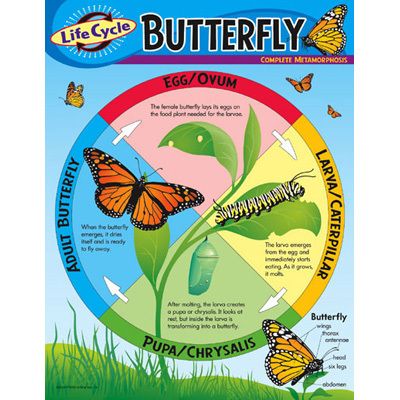 Life Cycle Butterfly Science Trend Poster Chart New