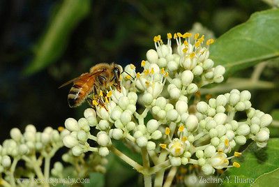 Korean Evodia, (Bee Bee Tree), Evodia danielli, Tree Seeds